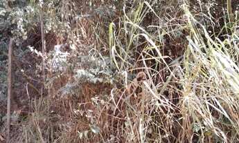 Imagem 6: TERRENO - ARAÇARIGUAMA