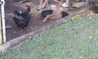 Imagem 3: CHÁCARA - IBIÚNA