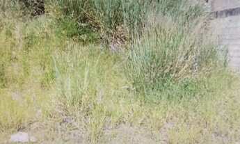 Imagem 6: TERRENO - ARAÇARIGUAMA