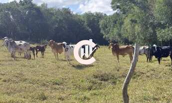 Imagem: Sítio á venda - VENHA CONHECER !