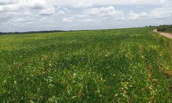 Imagem 7: Fazenda na região de Colinas do Tocantins