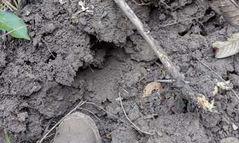 Imagem 3: Fazenda com 8.750 Hectares na região de Caxias - MA