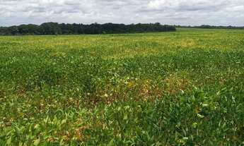 Imagem 3: Fazenda na região de Colinas do Tocantins