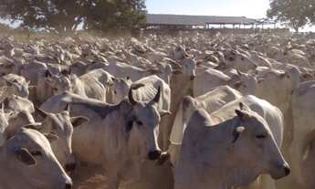 Imagem 7: OPORTUNIDADE Fazenda / sítio com venda por R$55.500.000