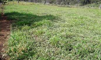 Imagem 2: Fazenda de 45 Alqueires a venda de porteira fechada
