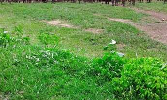 Imagem 6: Fazenda de porteira fechada na região de Campinapolis - MT