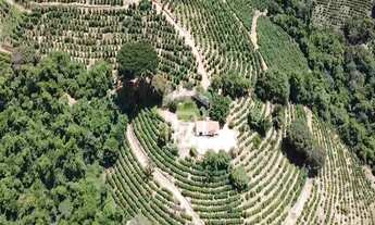 Imagem 2: Fazenda de Café