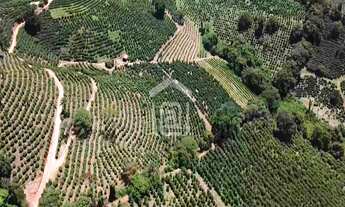 Imagem 7: Fazenda de Café