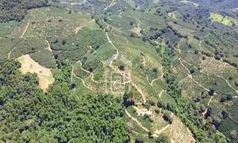 Imagem 5: Fazenda de Café