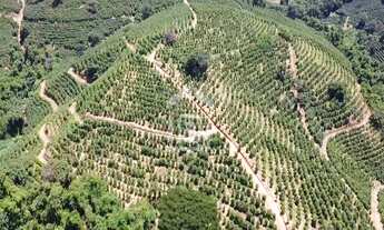 Imagem 3: Fazenda de Café