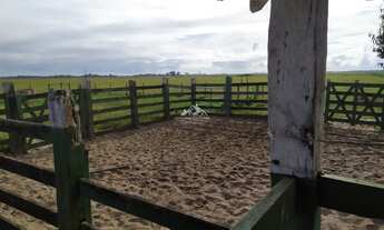 Imagem 5: Fazenda Agropecuária em Pontal do Ipiranga com 110 Alqueires 17 mantas com Água