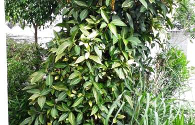 Imagem 7: CASA RESIDENCIAL em SÃO PAULO - SP, VILA IRMÃOS ARNONI