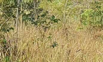 Imagem 4: TERRENO RURAL em ESMERALDAS - MG, Caio Martins