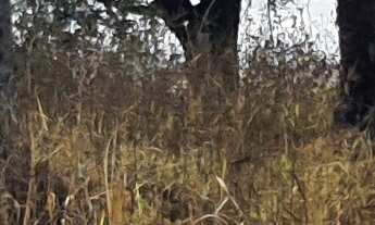 Imagem 3: TERRENO RURAL em ESMERALDAS - MG, Caio Martins