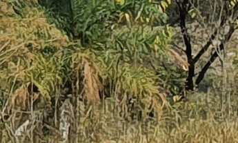 Imagem 6: TERRENO RURAL em ESMERALDAS - MG, Caio Martins