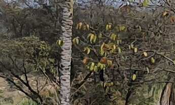 Imagem 7: TERRENO RURAL em ESMERALDAS - MG, Caio Martins