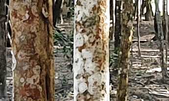 Imagem 2: TERRENO RESIDENCIAL em ESMERALDAS - MG, CONDOMINIO MARINHEIROS