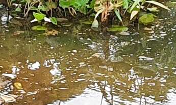 Imagem: TERRENO RESIDENCIAL em ESMERALDAS - MG