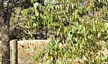 Imagem: AREA RURAL em ESMERALDAS - MG, RURAL