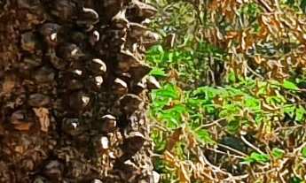 Imagem 3: TERRENO RESIDENCIAL em ESMERALDAS - MG, SANTA QUITÉRIA