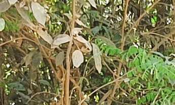 Imagem 4: AREA RURAL em ESMERALDAS - MG, RURAL