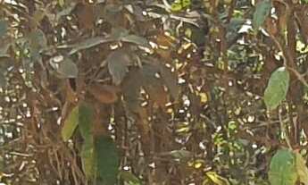 Imagem 5: AREA RURAL em ESMERALDAS - MG, RURAL