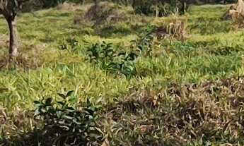 Imagem 4: TERRENO RURAL em ESMERALDAS - MG, ESTANCIAS CAMPO ALEGRE