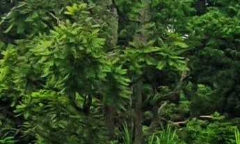 Imagem 3: SITIO RURAL em ESMERALDAS - MG, PADRE JOÃO