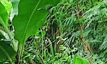 Imagem 4: CASA RESIDENCIAL em CONTAGEM - MG, SÃO GONÇALO