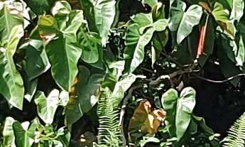 Imagem: SITIO RESIDENCIAL em ESMERALDAS - MG, RECANTO