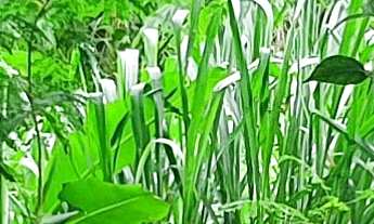 Imagem 5: CASA RESIDENCIAL em CONTAGEM - MG, SÃO GONÇALO