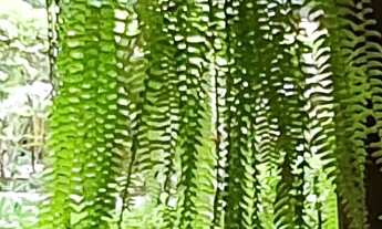 Imagem 4: SITIO RESIDENCIAL em ESMERALDAS - MG, CIDADE JARDIM