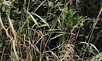 Imagem 6: TERRENO COMERCIAL em ESMERALDAS - MG, FERNÃO DIAS