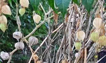 Imagem 4: TERRENO RESIDENCIAL em ESMERALDAS - MG, DUMAVILLE