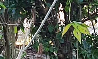 Imagem 6: TERRENO RESIDENCIAL em ESMERALDAS - MG, DUMAVILLE