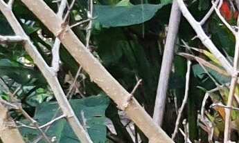 Imagem 2: TERRENO RESIDENCIAL em ESMERALDAS - MG, DUMAVILLE