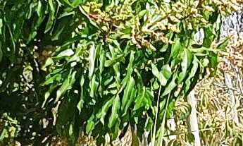 Imagem 7: BARRACAO RESIDENCIAL em ESMERALDAS - MG, RESIDENCIAL CAIO MARTINS