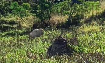 Imagem 5: TERRENO RESIDENCIAL em ESMERALDAS - MG, TROPEIROS