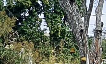 Imagem 7: TERRENO RESIDENCIAL em ESMERALDAS - MG, FERNÃO DIAS