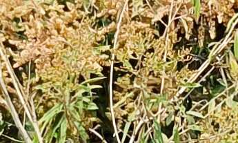 Imagem 2: TERRENO RESIDENCIAL em ESMERALDAS - MG, FERNÃO DIAS