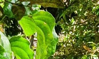 Imagem 6: BARRACAO RESIDENCIAL em ESMERALDAS - MG, RESIDENCIAL CAIO MARTINS