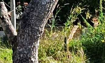 Imagem 6: TERRENO RESIDENCIAL em ESMERALDAS - MG, TROPEIROS