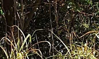 Imagem 6: TERRENO RESIDENCIAL em ESMERALDAS - MG, FERNÃO DIAS