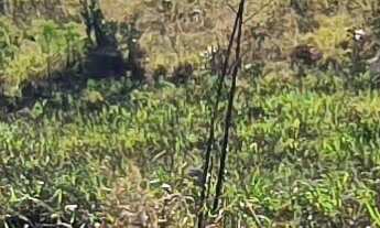 Imagem 4: TERRENO RESIDENCIAL em ESMERALDAS - MG, TROPEIROS