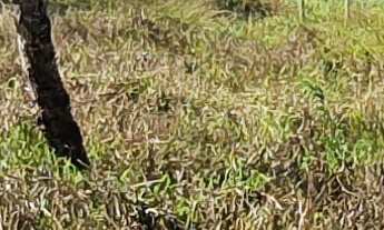 Imagem 2: TERRENO RESIDENCIAL em ESMERALDAS - MG, TROPEIROS