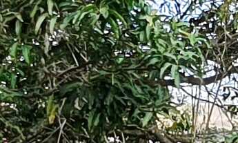 Imagem 6: TERRENO RESIDENCIAL em ESMERALDAS - MG, FERNÃO DIAS