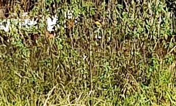 Imagem 7: TERRENO RESIDENCIAL em ESMERALDAS - MG, TROPEIROS