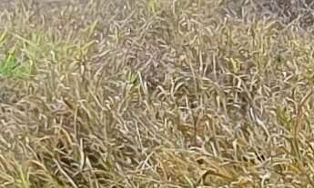 Imagem 5: TERRENO RESIDENCIAL em ESMERALDAS - MG, FERNÃO DIAS