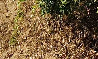 Imagem 4: AREA COMERCIAL em ESMERALDAS - MG, NOVO RETIRO