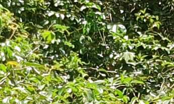 Imagem 6: TERRENO RURAL em FORTUNA DE MINAS - MG, VITORINA PARK II